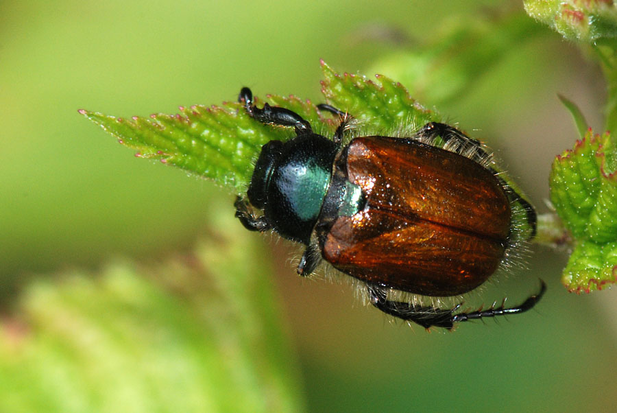 Da ID: Phyllopertha horticola